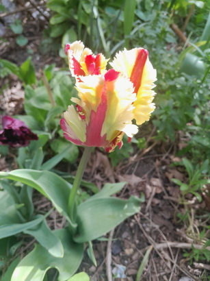 flowers
